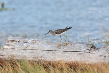 Greater yellowlegs bird