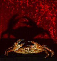 Portrait of a crab on red background