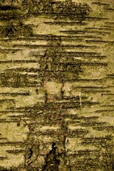 Tree bark texture