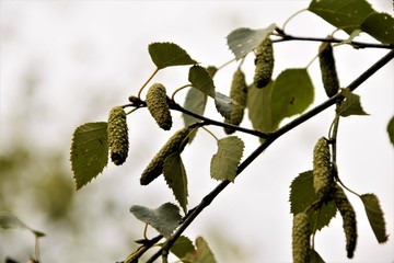 Tree branch