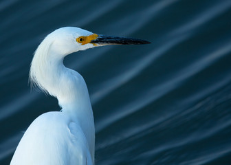 Close view of a great egret in a North California marsh, against waves