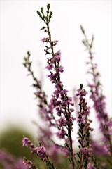 Purple wild flowers silhouette selective focus in blurred natural background