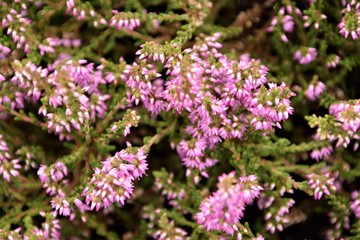 Purple wild flowers silhouette selective focus in blurred natural background