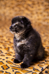 Scottish kitten on a red spotted background