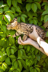 Savannah kitten F1 on a background of green foliage