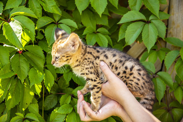 Savannah kitten F1 on a background of green foliage