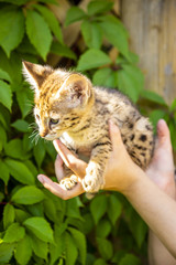 Savannah kitten F1 on a background of green foliage