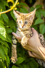 Savannah kitten F1 on a background of green foliage