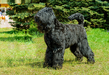 Giant Schnauzer ready. The Giant Schnauzer stands on the green grass in city park.