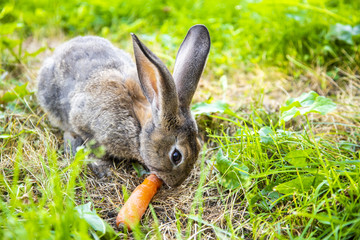 Gray rabbit in the grass in the meadow