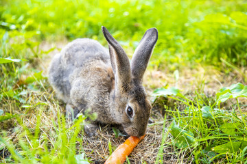 Gray rabbit in the grass in the meadow