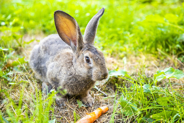 Gray rabbit in the grass in the meadow