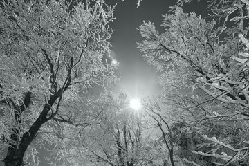 霧氷と太陽（白黒）

