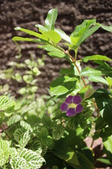 Flor com ramo