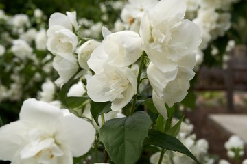 White Begonias in a Bush