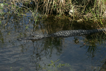 Alligator