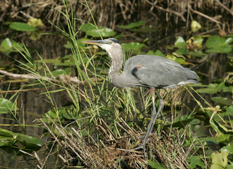 Heron