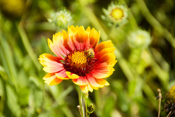 A closeup of a beautiful yellow and red flower with a blurred green background and a bee on it.
