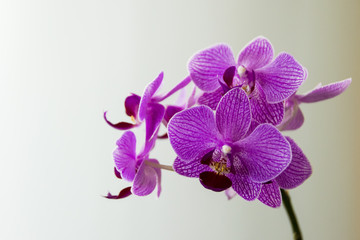 A closeup shot of a beautiful and colorful lila orchid with a blurred green background.