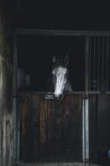 Horse in Stall