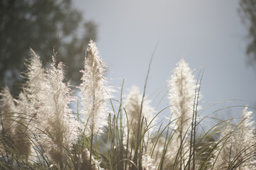White flowered plants against the sky