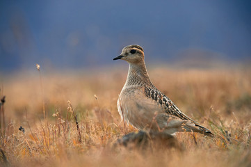 Beautiful Eurasian dotterel (Charadrius morinellus)
