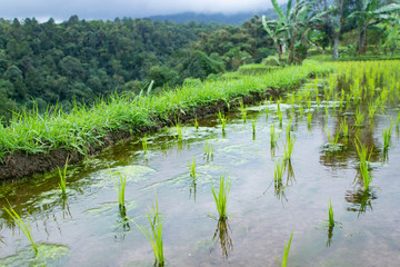 Rice field for asian travel destination concept.  Tropical weather and beautiful scenery.