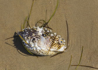 Puffer Fish 