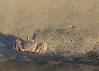 Crab