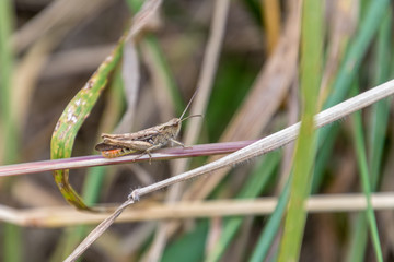 Grasshopper