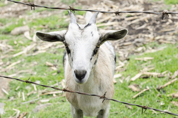 Naklejka na ściany i meble Small goat portrait at the farm. Domestic white goat portrait on natural background