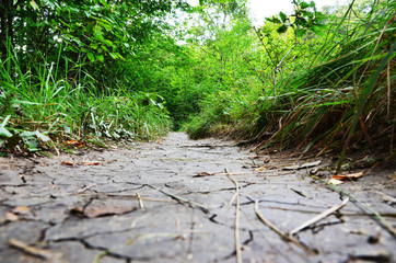 Arid soil pathway in a forest.