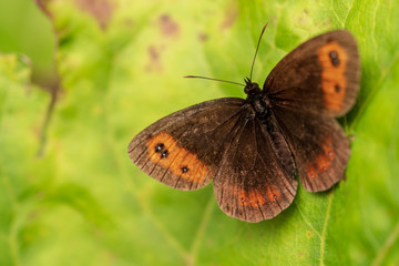 Schmetterling