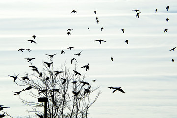 balck birds flying from tree