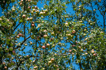 apples on a tree in a fruit garden on a summer