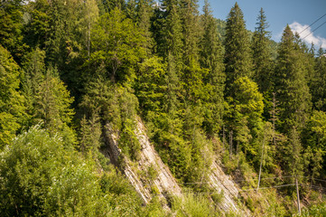 Fototapeta na wymiar mountain valley with tall trees after a rain on a summer