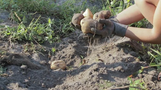 The hands of a farmer in black gloves harvested from the soil tuber a potatoe, close-up
