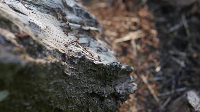 Ants crawl on a stump in front of an anthill