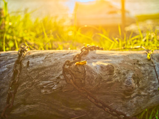 A silk worm in front of a sunset at Wolfville, NS, Canada.