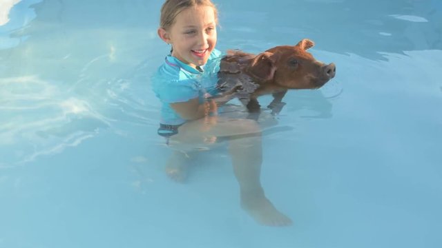 Young girl in bathing suit is swimming in clear, blue water of pool with red pig of Duroc breed. 2019 year of yellow pig. Concept of friendship between man and animals, respect for nature