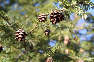 Fresh new cones on a pine tree