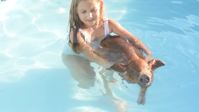 Young girl in bathing suit is swimming in clear, blue water of pool with red pig of Duroc breed. 2019 year of yellow pig. Concept of friendship between man and animals, respect for nature