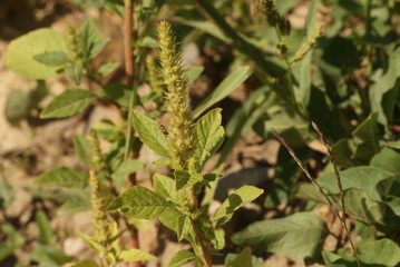 SONY DSC