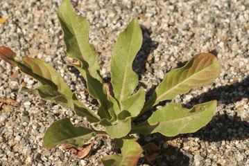 Obraz premium SONY DSC