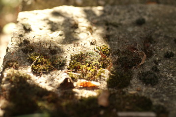SONY DSC
