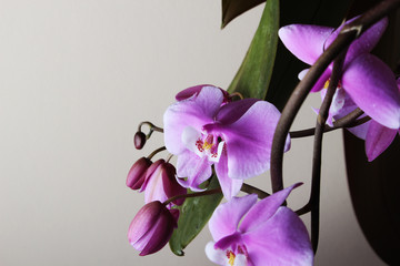 orchid on a light beige background