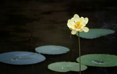 Obraz na płótnie Canvas Yellow Lotus Blossom