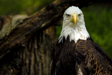 Obraz premium Beautiful bald eagle portrait. 