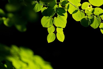光を浴びて輝くカツラの若葉