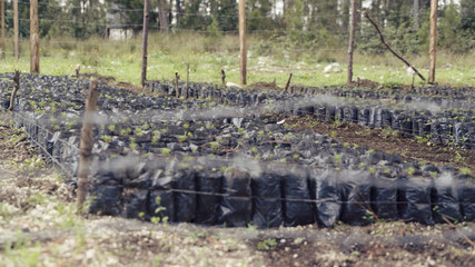 Saplings